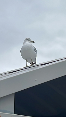 Ring-billed Gull