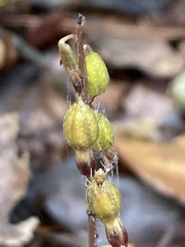 cleistogamous autumn coralroot