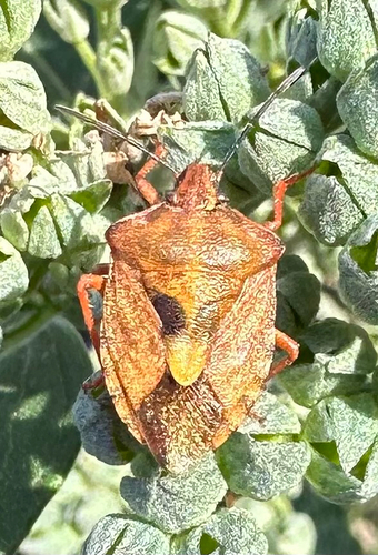 Black-shouldered Shieldbug