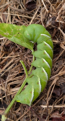Carolina Sphinx