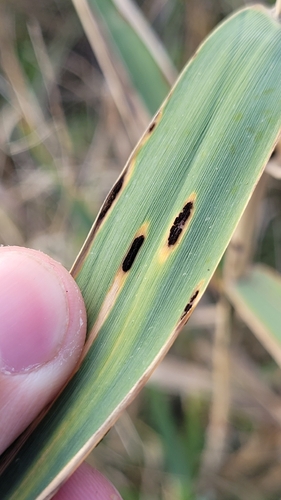 Puccinia phragmitis observed 2026-09-21