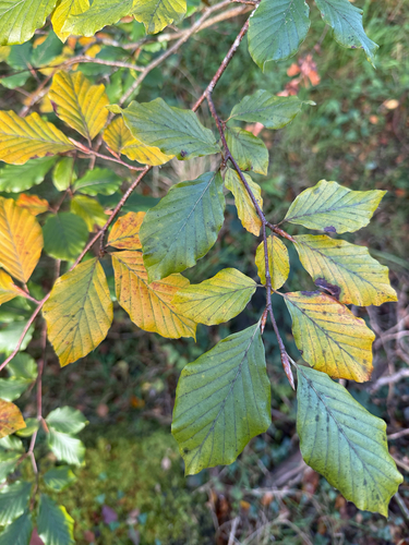 European beech