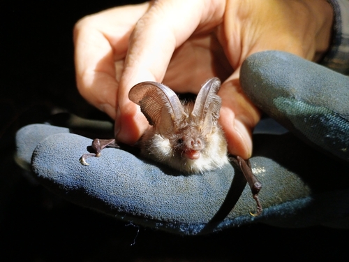 Brown Long-eared Bat