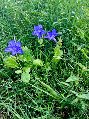 common wild petunia