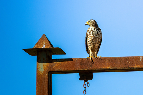 Roadside Hawk