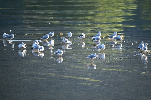 Black-headed Gull