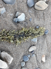 Carpophyllum plumosum