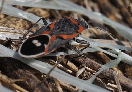 Small Milkweed Bug