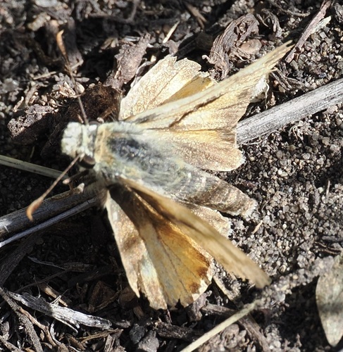 Woodland Skipper
