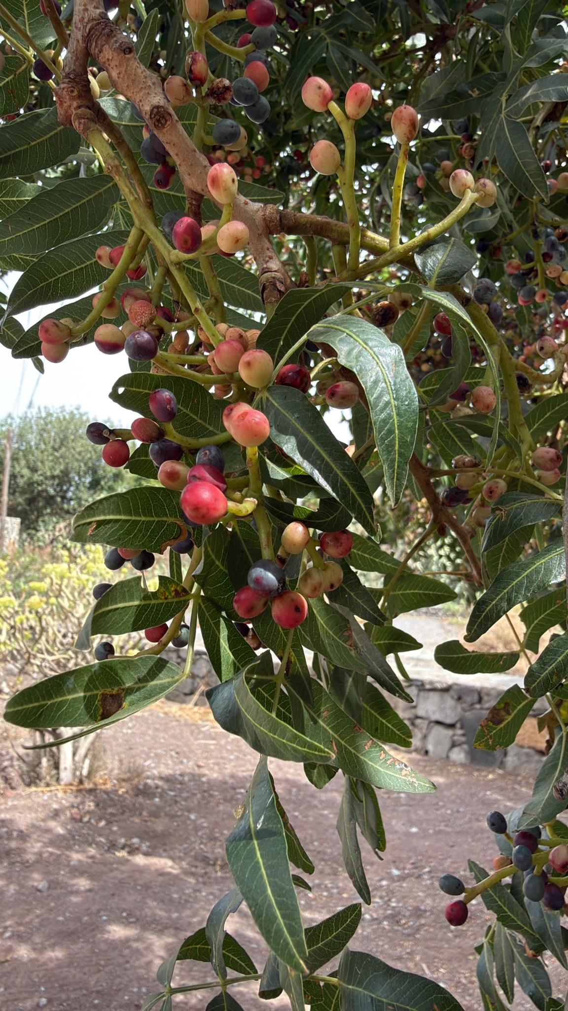 Pistacia atlantica