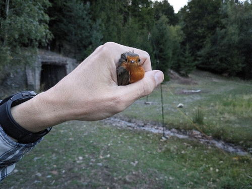 European Robin