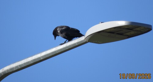 American Crow