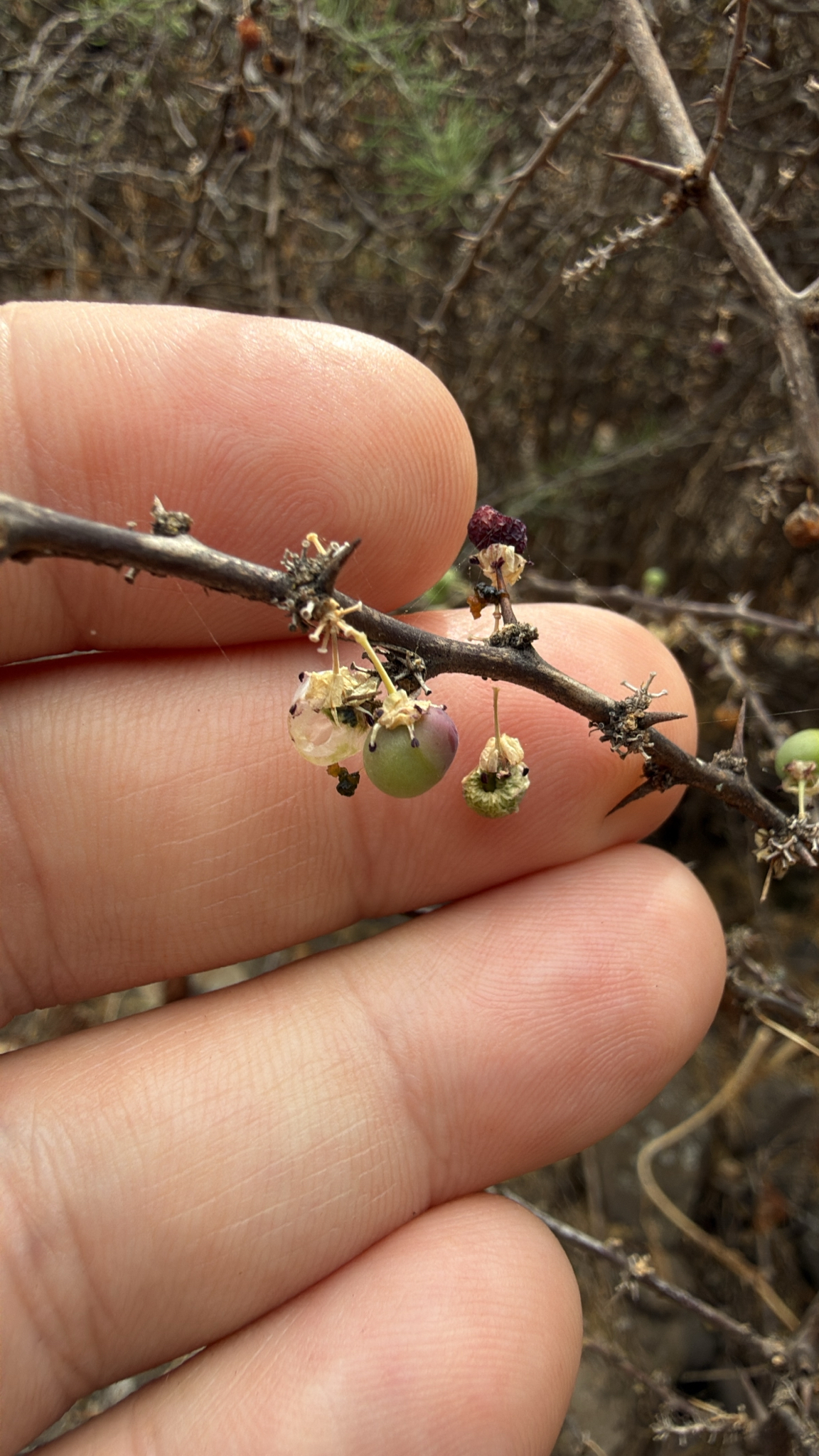 Asparagus pastorianus