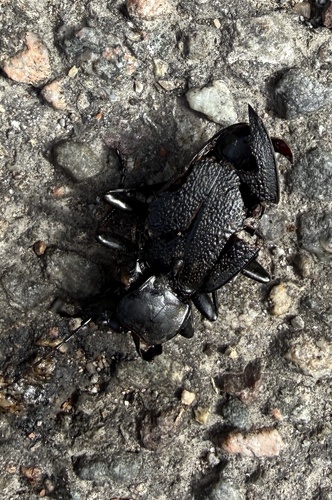 Leather Beetle