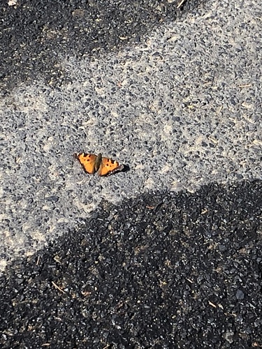 California Tortoiseshell
