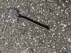 Narceus americanus