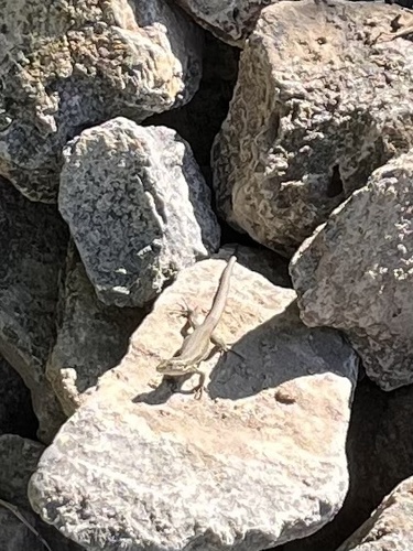 Common Wall Lizard