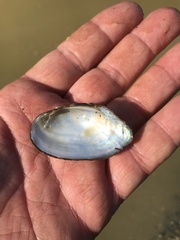 Sagittunio subrostratus