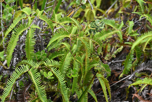 Sticherus owhyhensis observed 2026-09-19