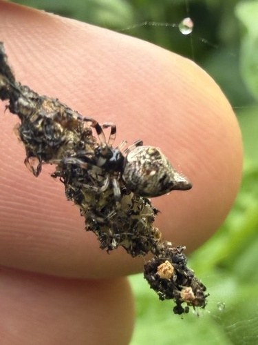 Humped Trashline Orbweaver