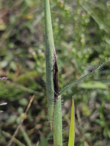 Ustilago syntherismae, 2026-09-20