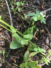 Plectritis congesta brachystemon