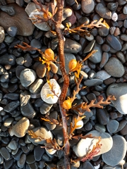 Carpophyllum plumosum