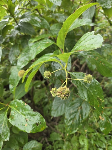 buttonbush