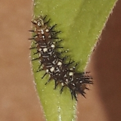 Dryas iulia alcionea