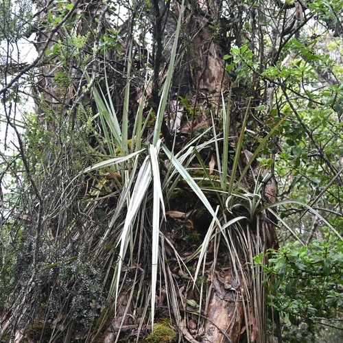 Astelia menziesiana observed 2026-09-19