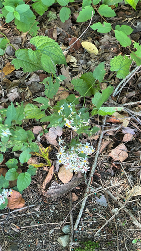 White Wood Aster