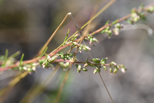 Artemisia campestris, photograph 5