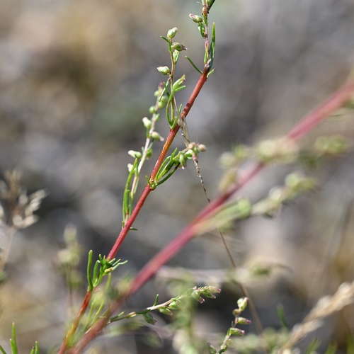 Artemisia campestris, photograph 6