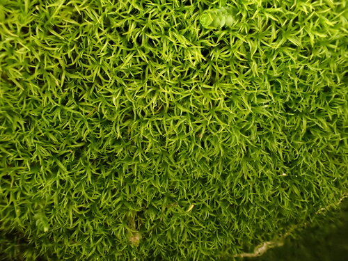 Amphidium mougeotii observed 2026-09-19