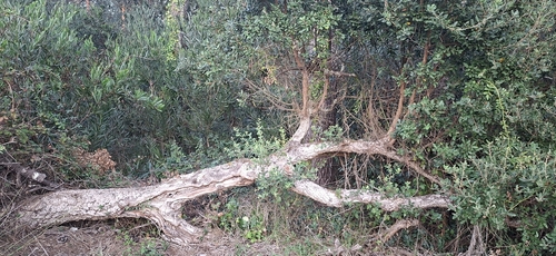cork oak