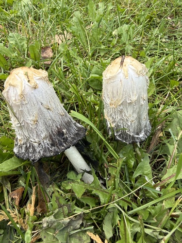 Shaggy Mane