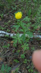 Trollius europaeus