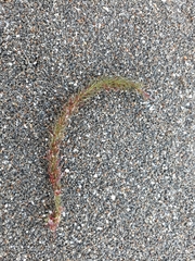 Caulerpa brownii