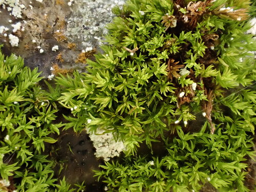 Anoectangium aestivum observed 2026-09-19