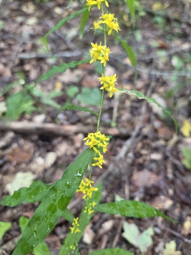 bluestem goldenrod