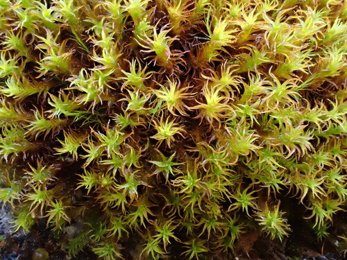 Geheebia gigantea observed 2026-09-19