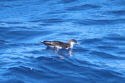 Puffinus lherminieri observed 2026-09-19