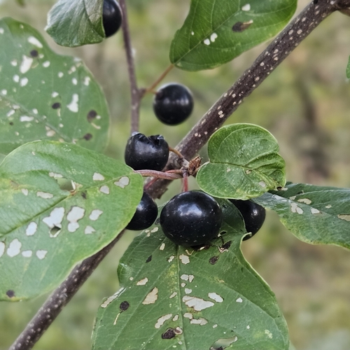 alder buckthorn