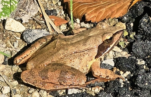 Agile Frog