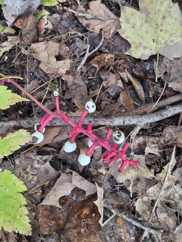 white baneberry