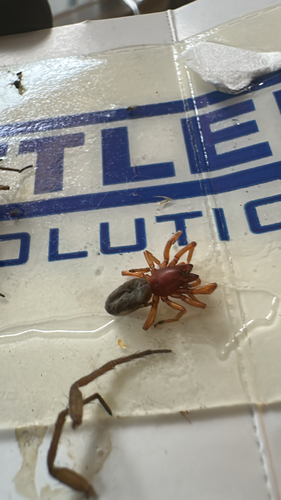 Woodlouse Spider