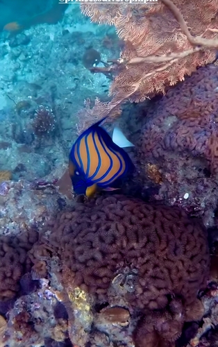 Bluering Angelfish
