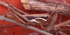 Paroxya atlantica