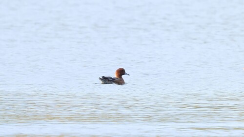 Eurasian Wigeon