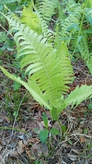 Matteuccia struthiopteris